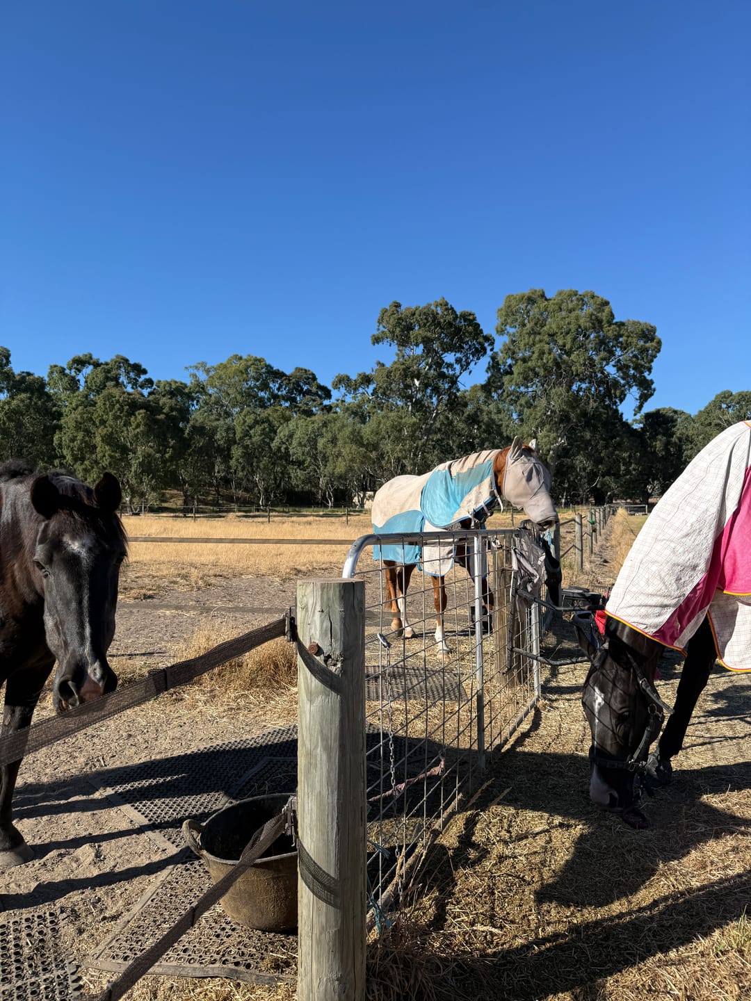 Customer photo review of Digestive EQ