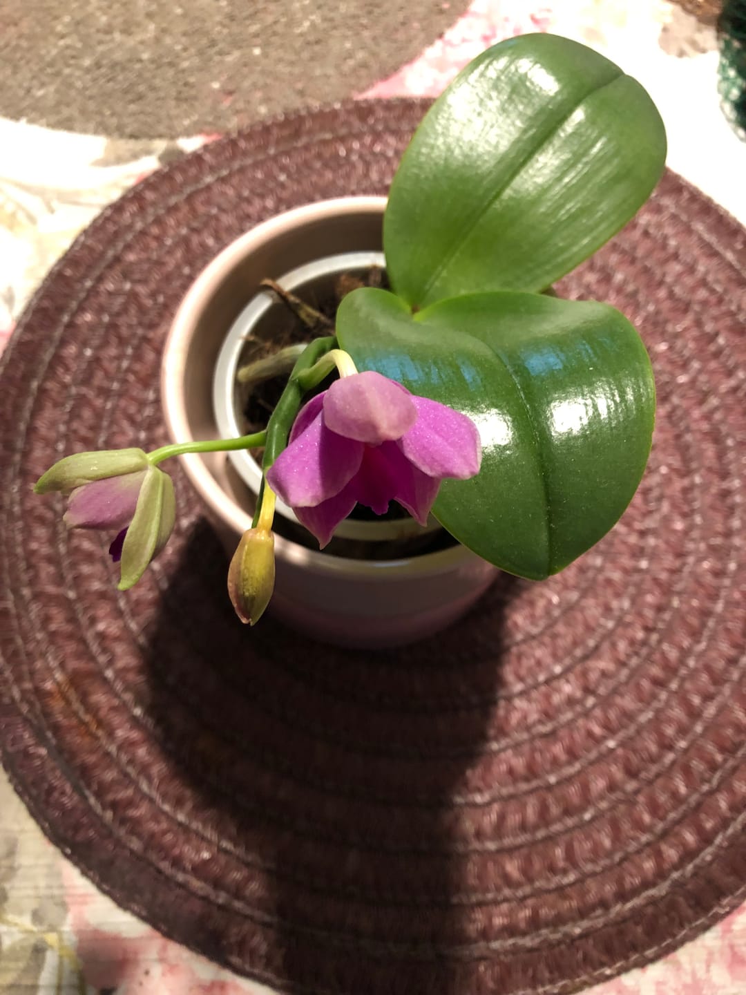Customer photo review of Bonsai Duftorchidee botanic Love Potion mit lila Blüten und 1 Rispe