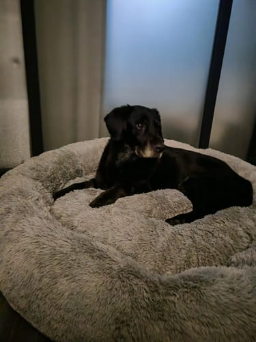 Opinión de cliente: un perro negro descansa en la suave y gris Cama Antiestrés.