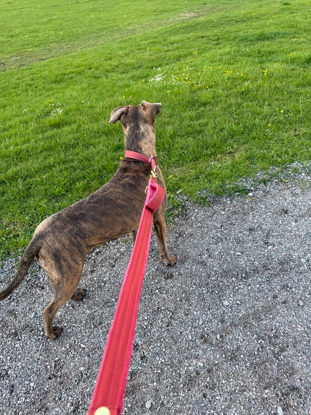 Customer photo review of Multi Guard Leash Golden Raspberry Red - Multi-väktarkoppel