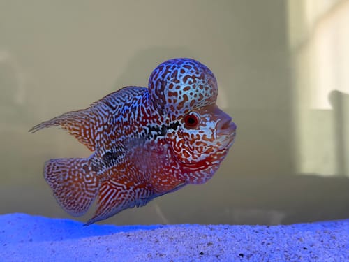 Customer's King Kamfa 2 Tone Flowerhorn Cichlid with a vibrant red and white pattern swimming in an aquarium.