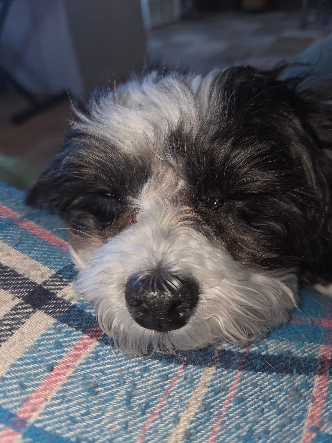Customer photo review of Horizon Taiga - Nourriture pour chien économique 35 lbs