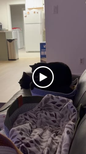 Customer video review of Instinct Basket | Meet the first research-backed natural territory for indoor cats