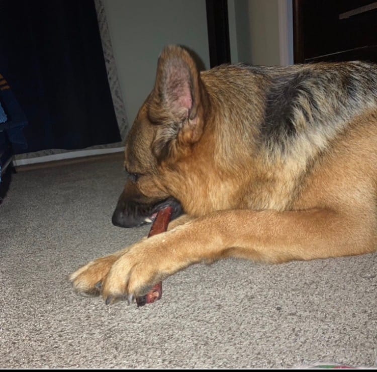 Customer photo review of 12 Inch Monster Bully Stick