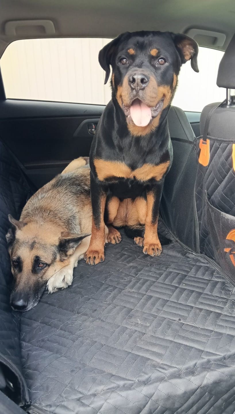 Customer photo review of Marlo&Co™ Dog Seat Cover