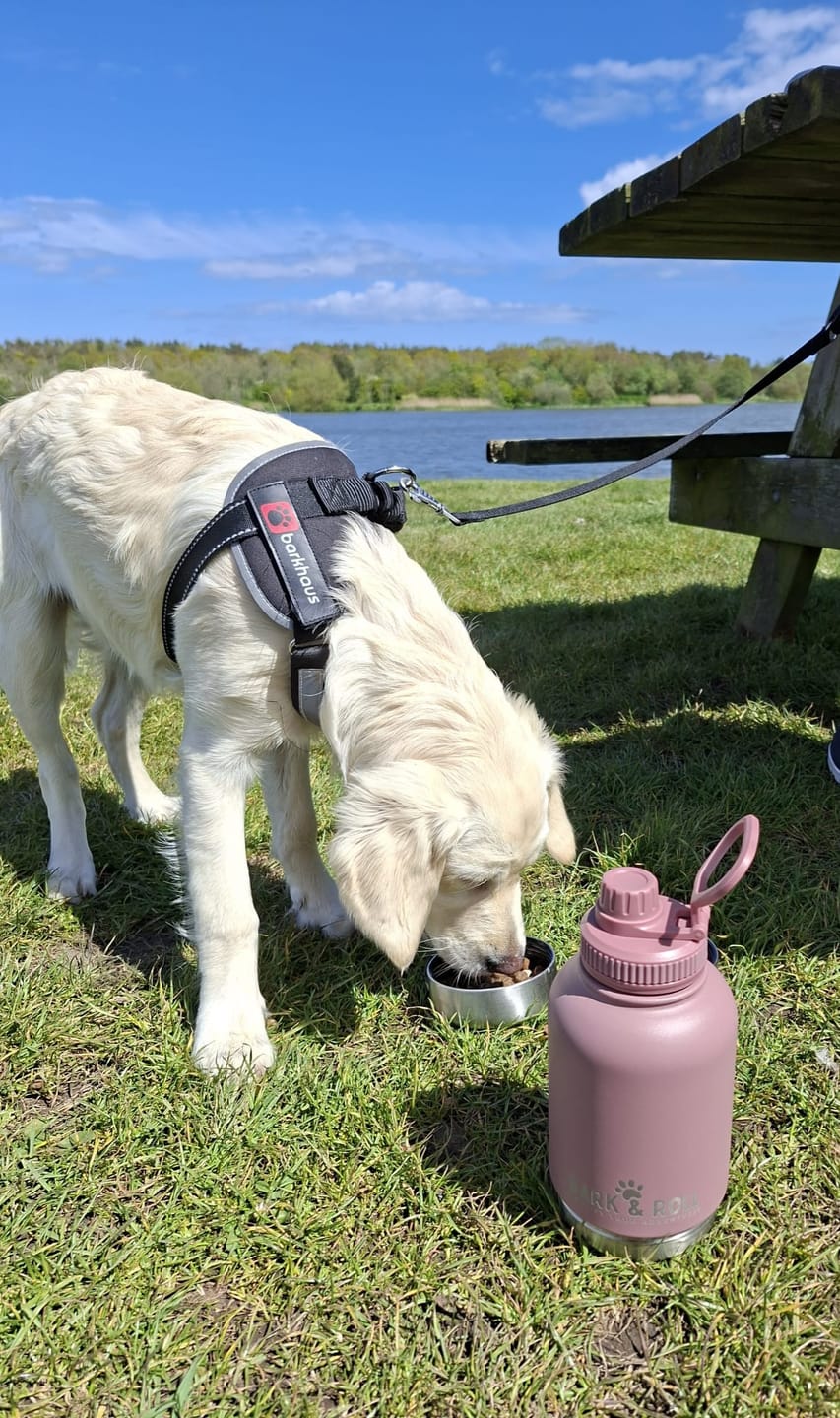 Customer photo review of 3-in-1 Portable Water Bottle