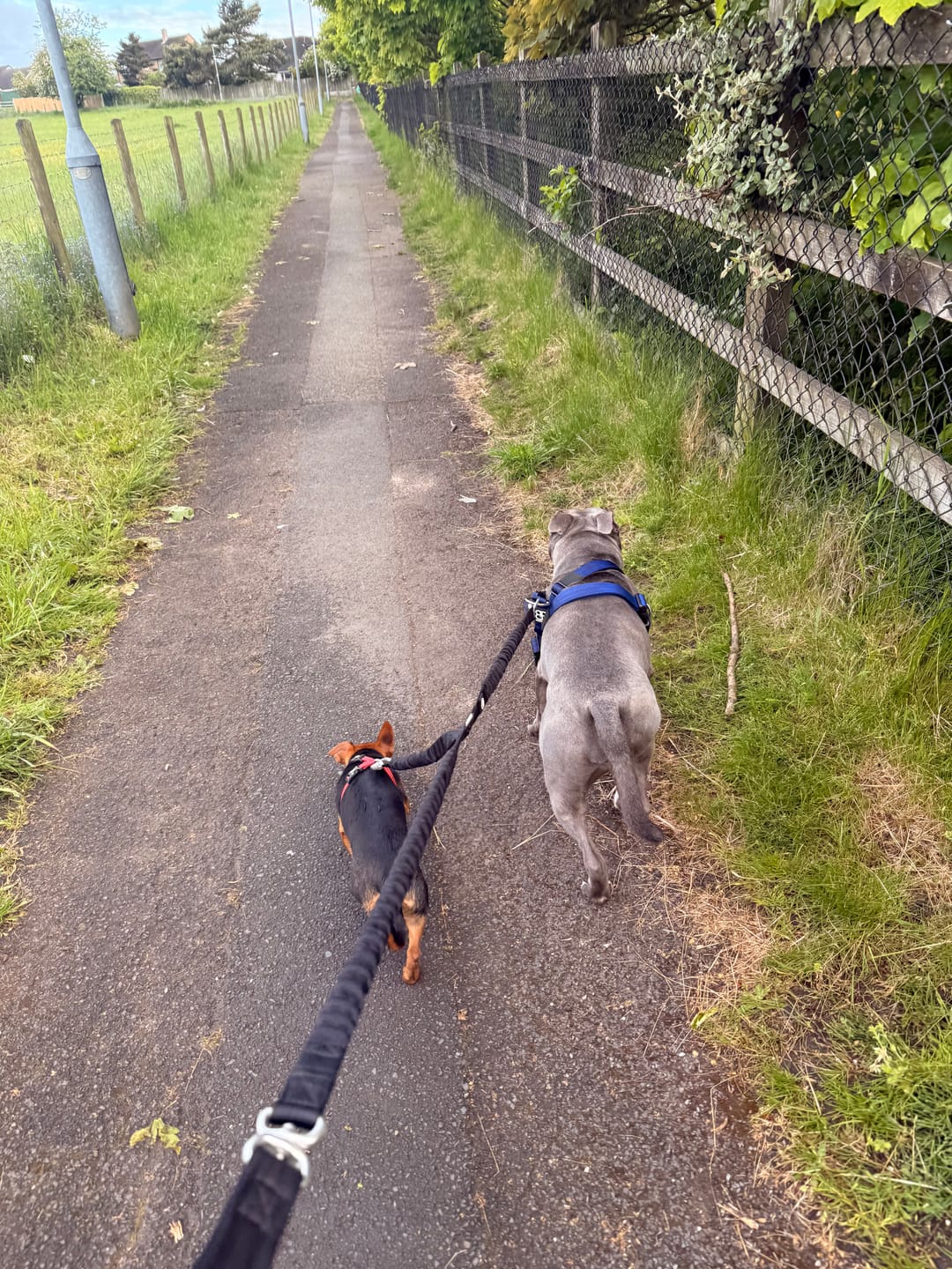 Customer photo review of Anti-Pull TRI-Harness® | Training Dog Harness for All Breeds - Blue