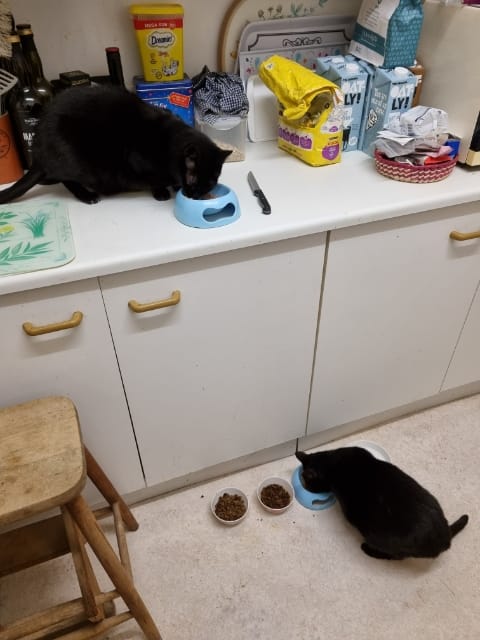 Customer photo review of All-Rounder Scented Cat Litter (W225) 10KG