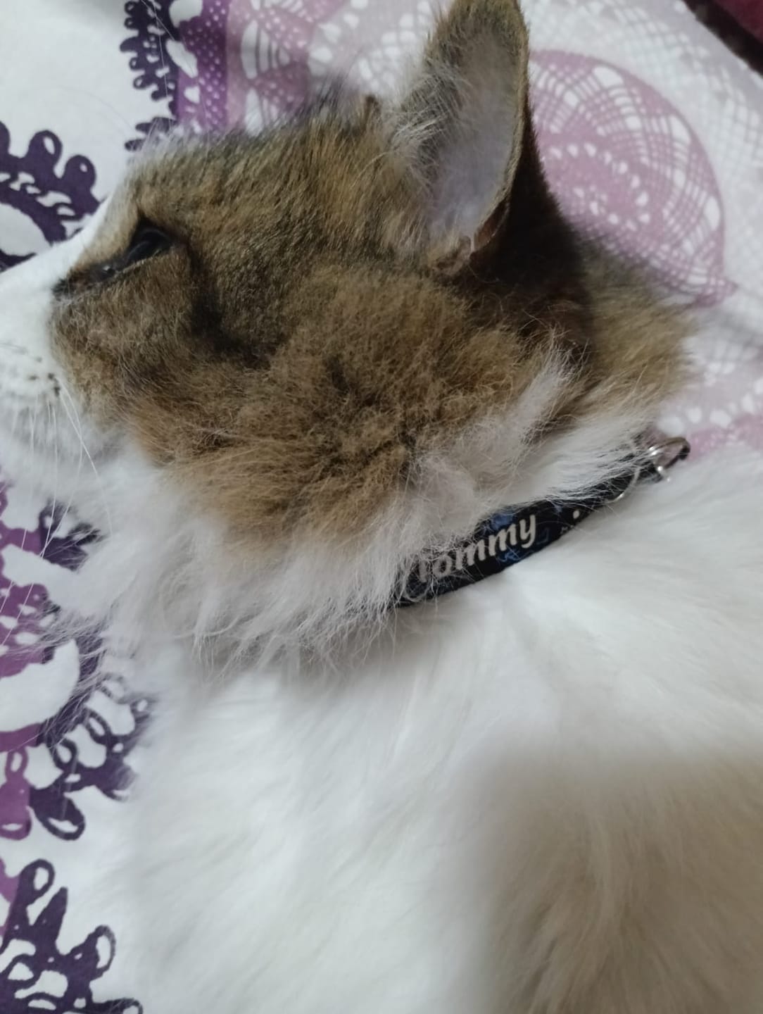 Customer photo review of Collar personalizado: Space