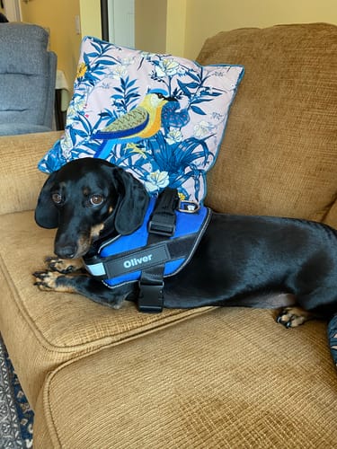Customer's dachshund wearing a personalized blue Front D-Ring Attachment halter while lying on a couch.