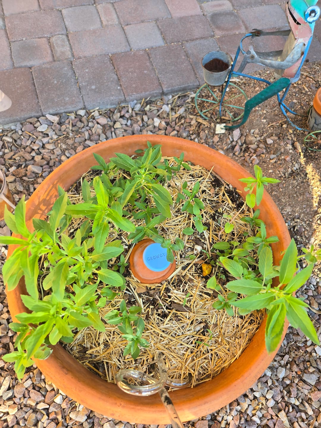 Customer photo review of Oya™ Watering Spike