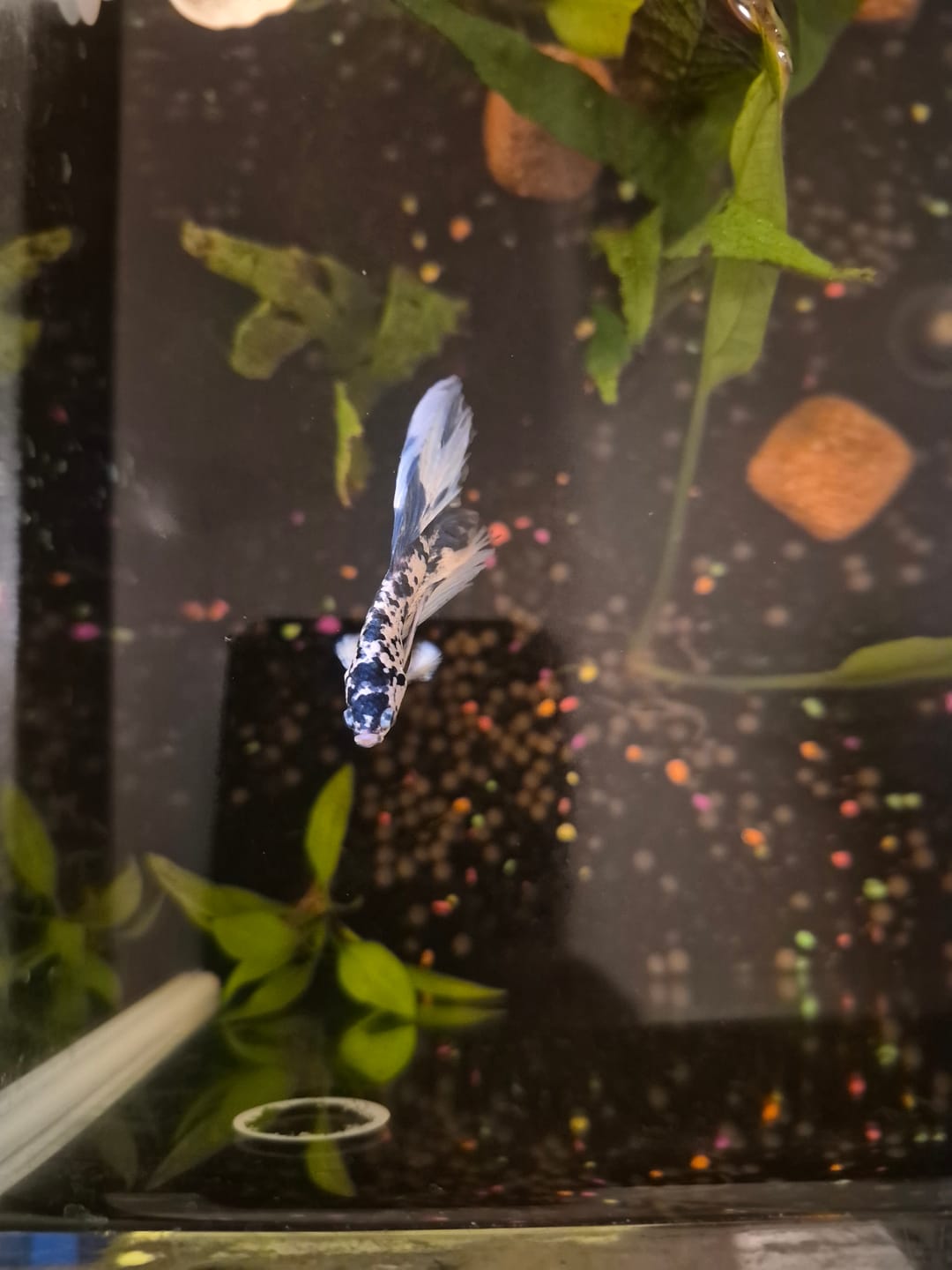 Customer photo review of Blue Marble Dot Halfmoon Male Betta Fish | Grower Pick