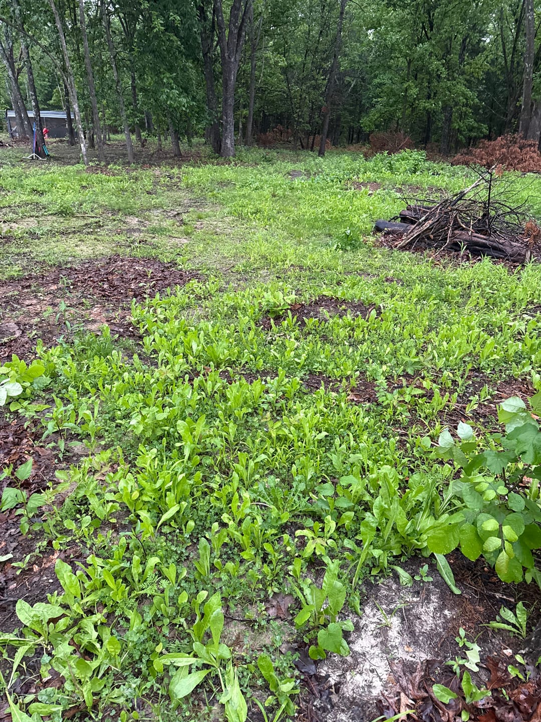Customer photo review of Multi-Year Mix