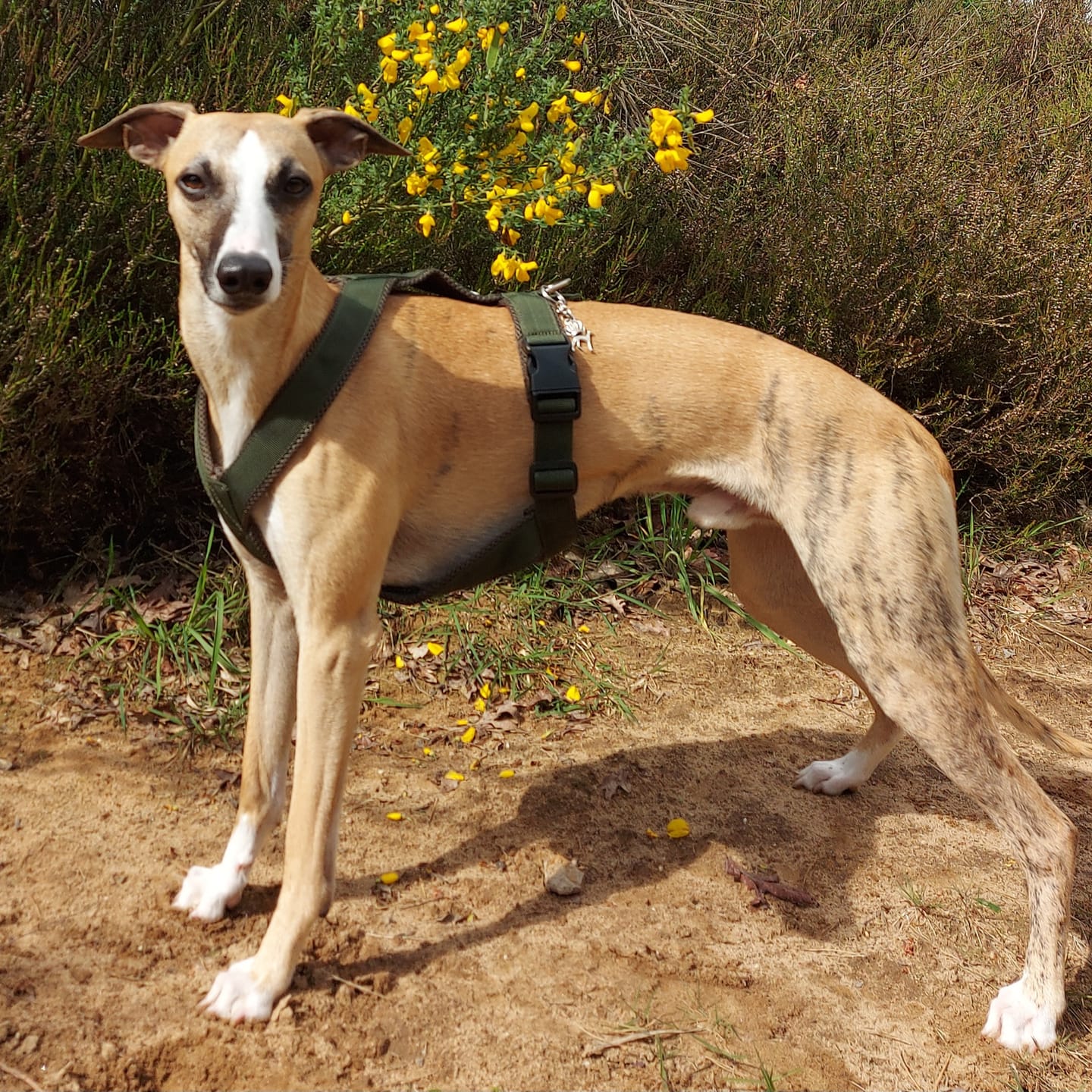 Customer photo review of Windhundgeschirr FUN "Mountain Green"