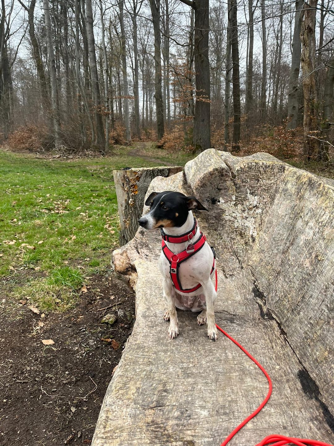 Customer photo review of Darmflora Test Basic Hund