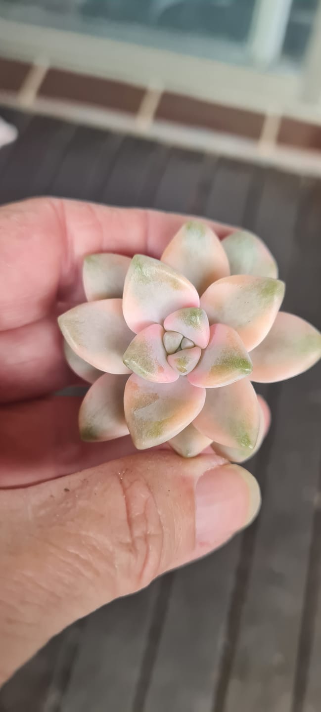 Customer photo review of Graptopetalum paraguayense ssp. bernalense variegated - Cuttings x 1