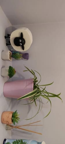 Customer photo review of Sheep Toilet Roll Holder