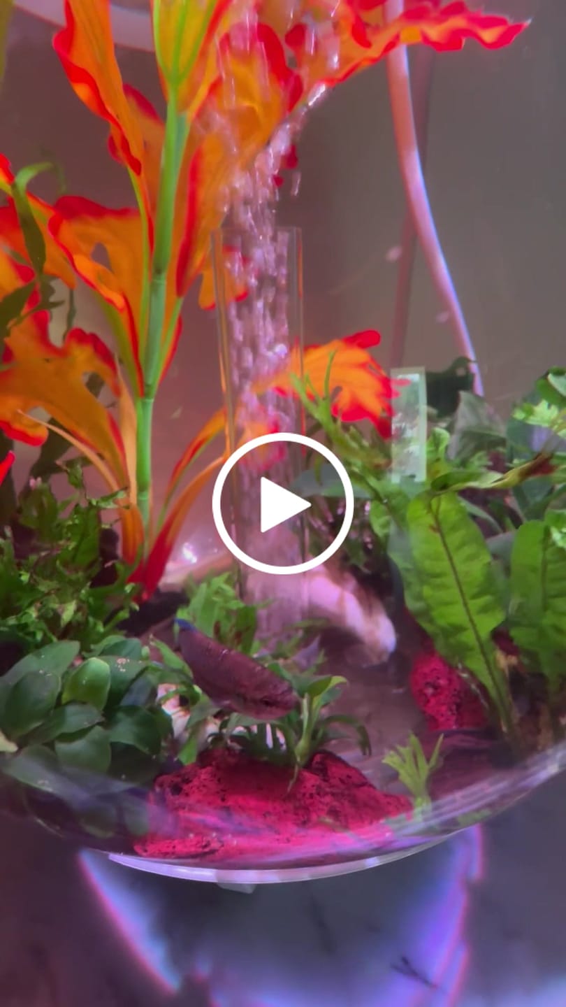 Customer video review of Nerite Snail Bundle | Saving Pack