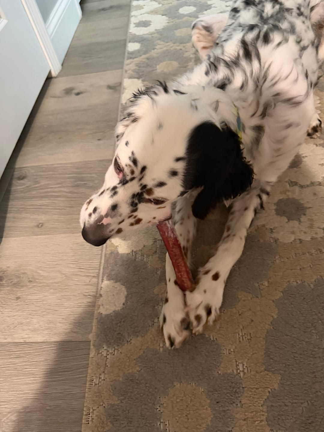 Customer photo review of 6 Inch Monster Bully Stick
