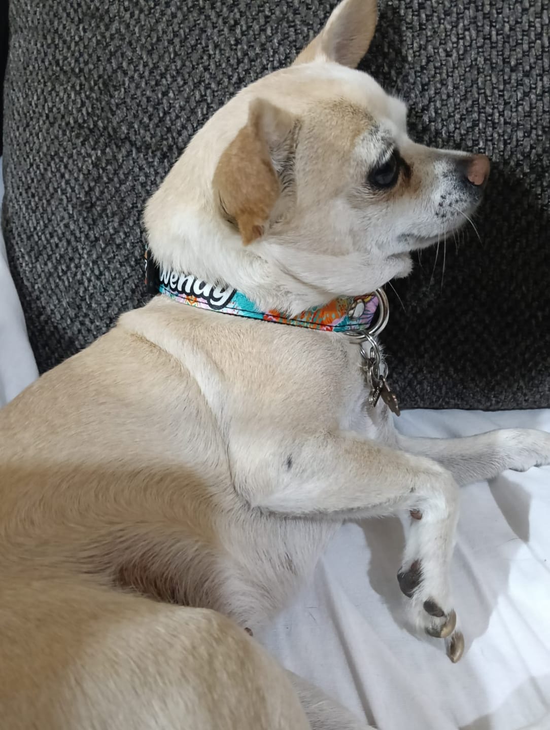 Customer photo review of Collar personalizado: Lienzo