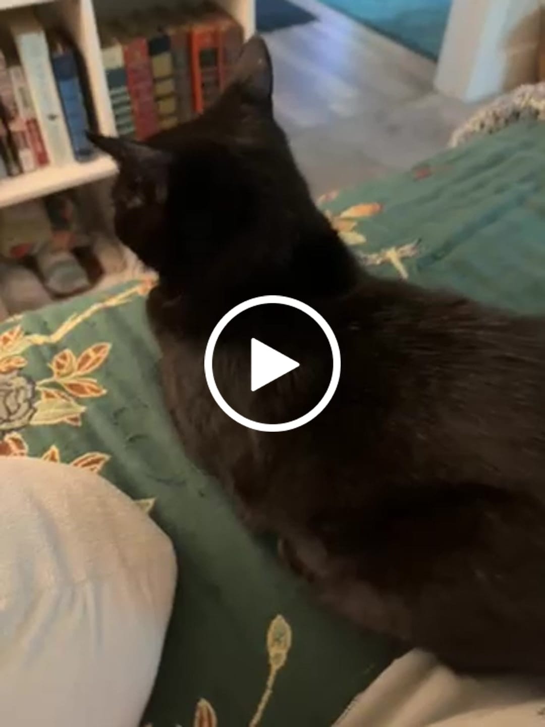 Customer video review of 6x Blisso Advanced Cat Probiotic | Cat Probiotic for Diarrhea & Kidney Support