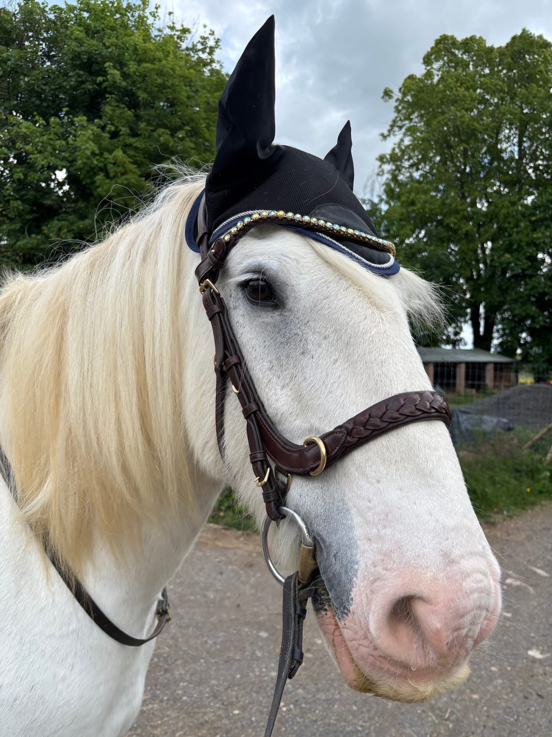 Customer photo review of Odessa bonita Multi Bridle padded, bit to bitless system no.1