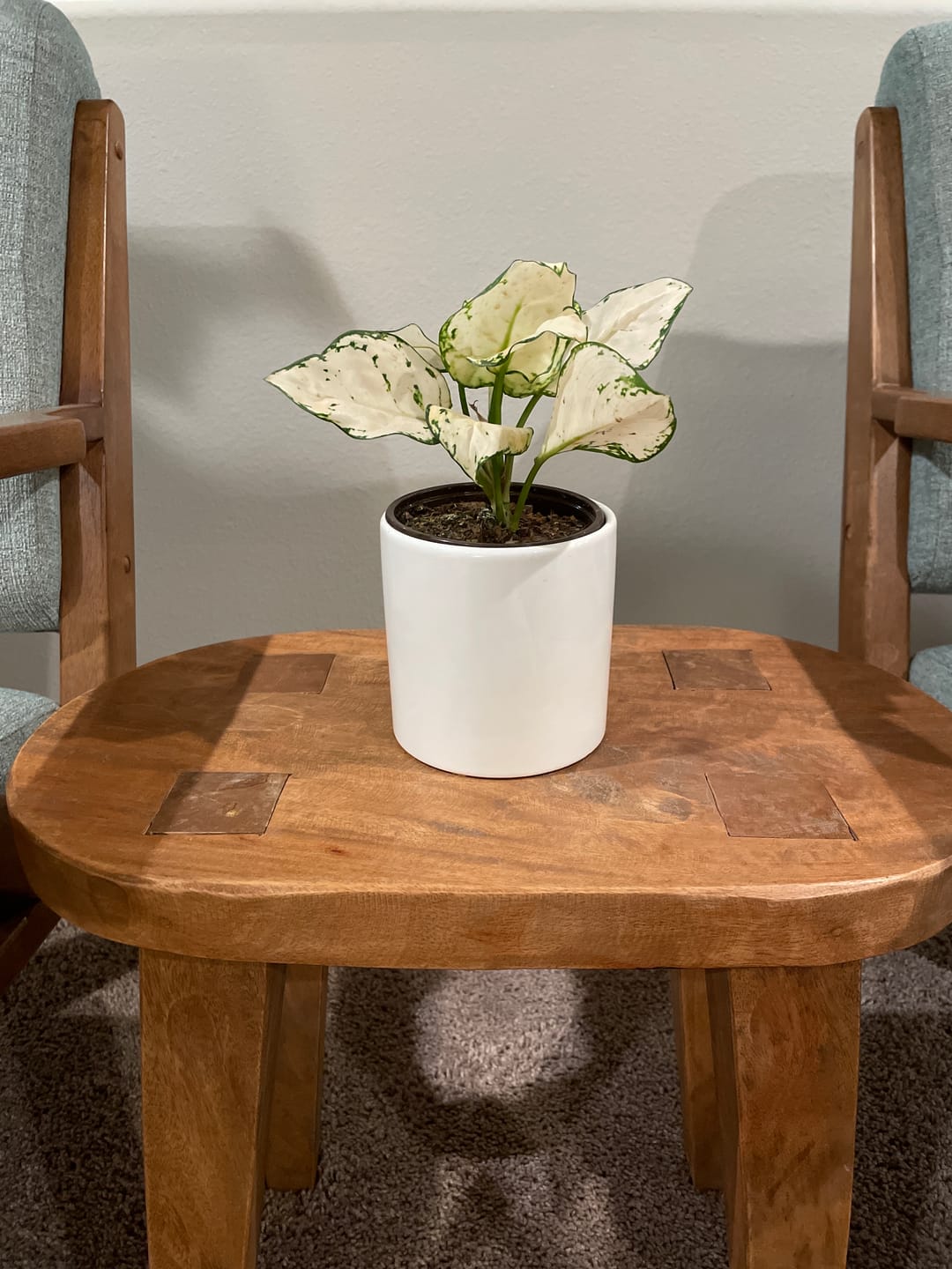 Customer photo review of Aglaonema 'Super White'