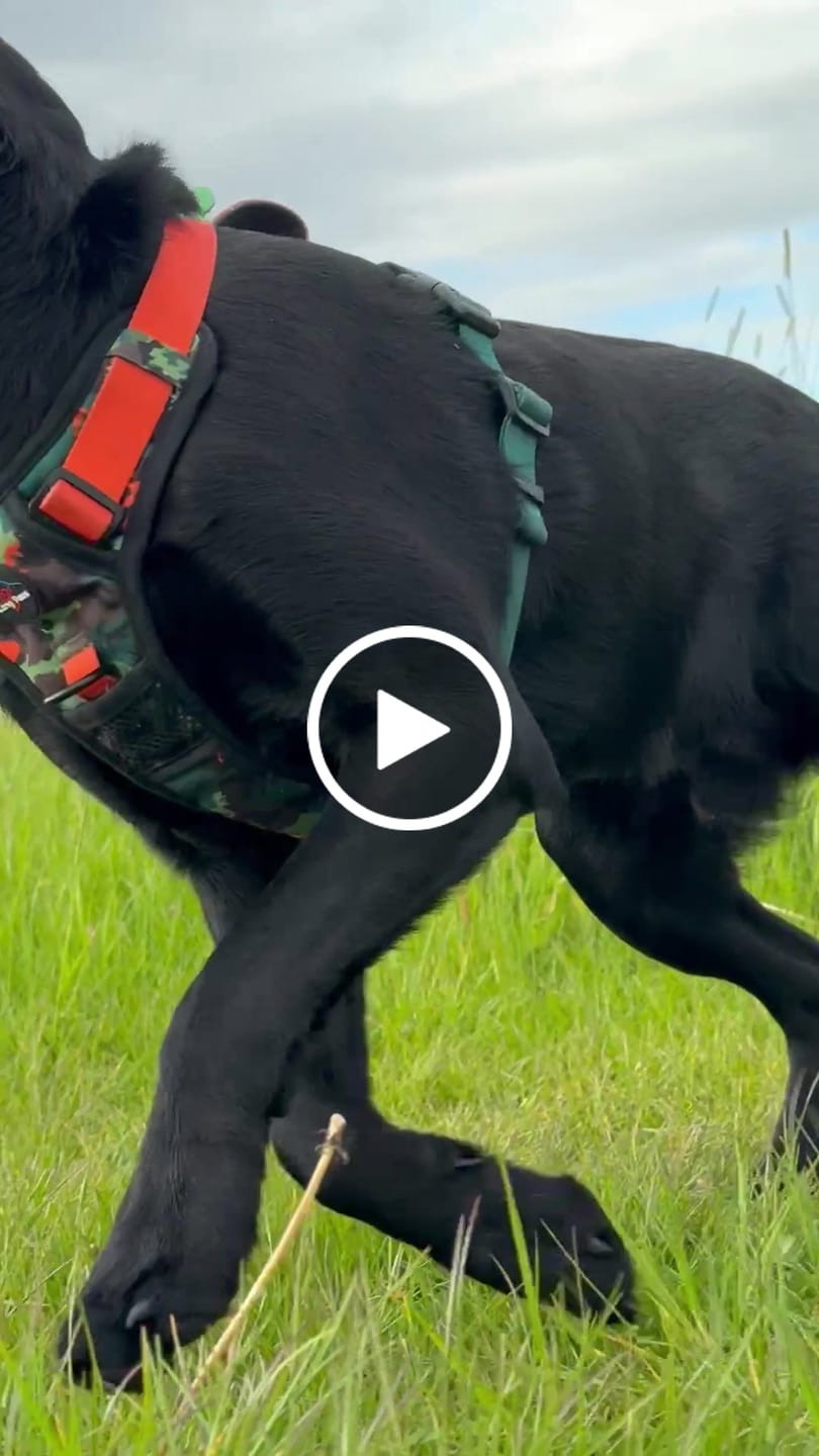 Customer video review of Earth Friendly - Trig Point Harness