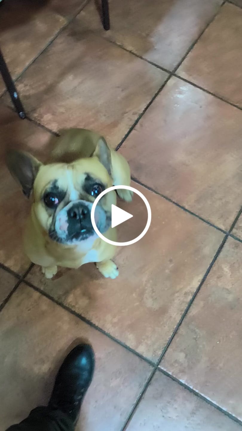 Customer video review of PetFamily Foods Razas Pequeñas