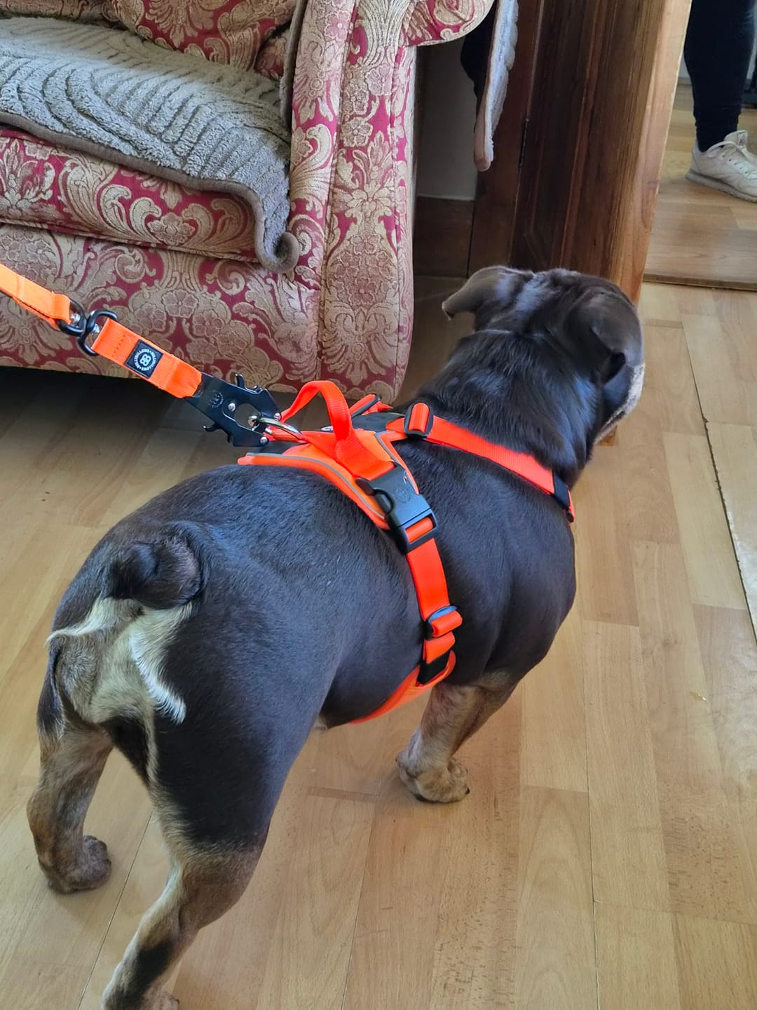 Customer photo review of Anti Pull Hurricane Harness Lighter | With Handle - Orange