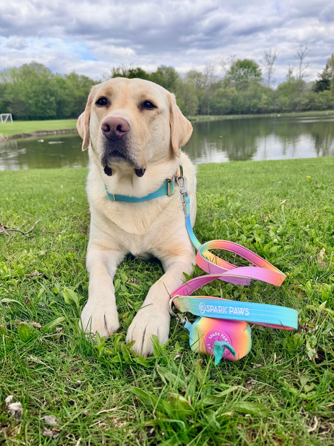 Customer photo review of Comfort Control Collar Set - Pastel Icing