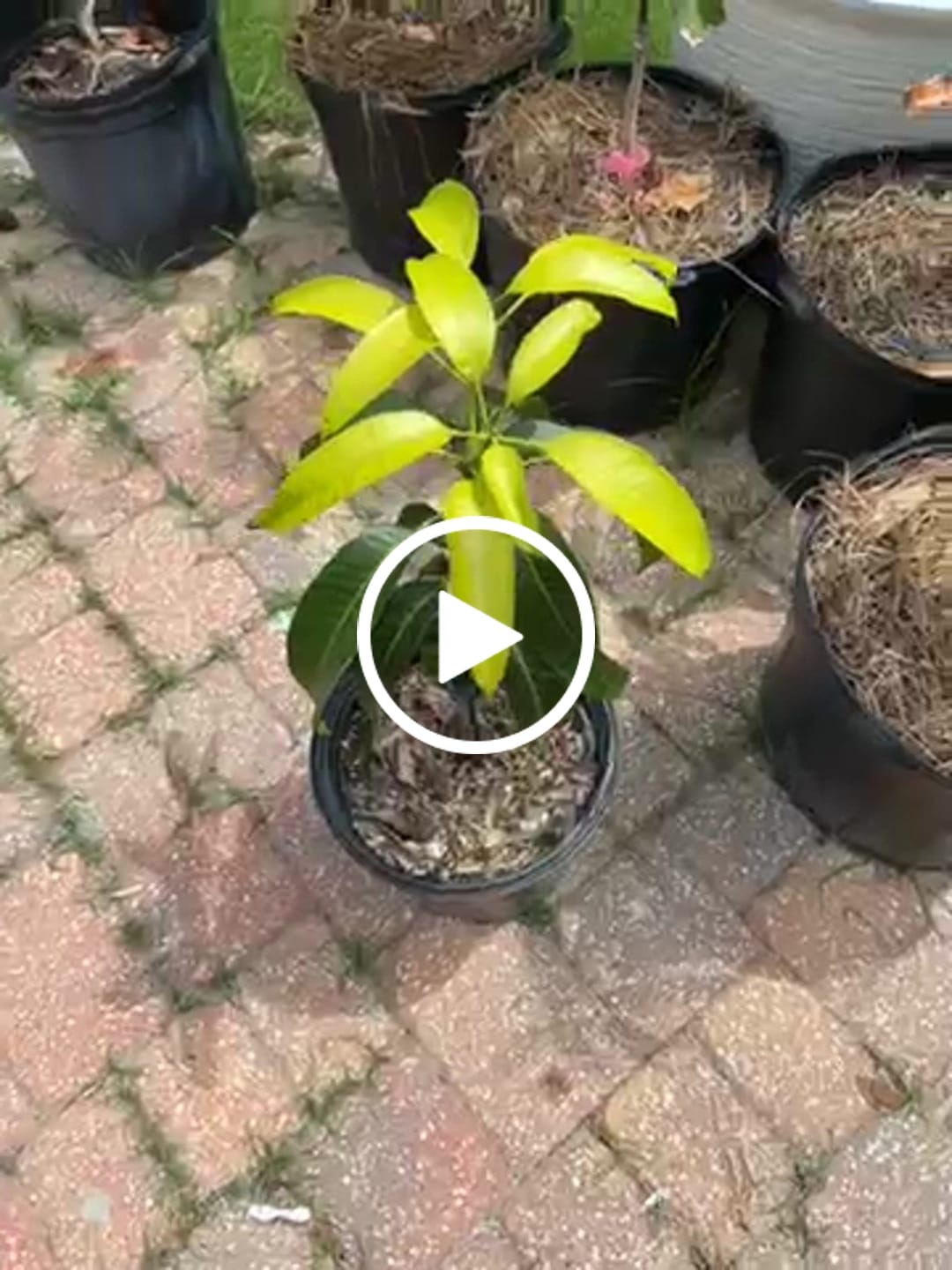 Customer video review of Carrie (Condo) Mango Grafted Will Fruit In 1 Year (Already Flowered)