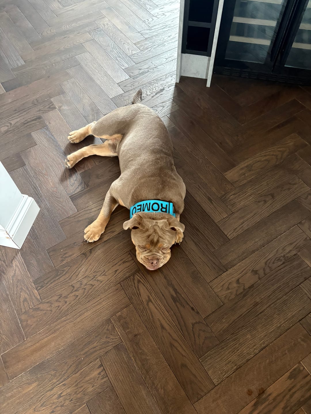 Customer photo review of 5cm Combat® Collar | With Handle & Secure Clip - Light Blue
