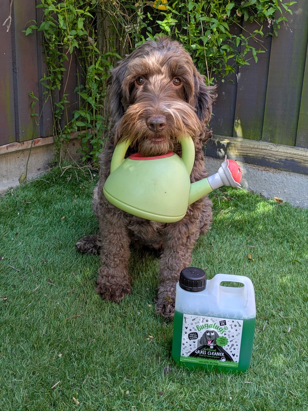 Customer photo review of Artificial Grass Cleaner in Fresh Cut Grass Fragrance