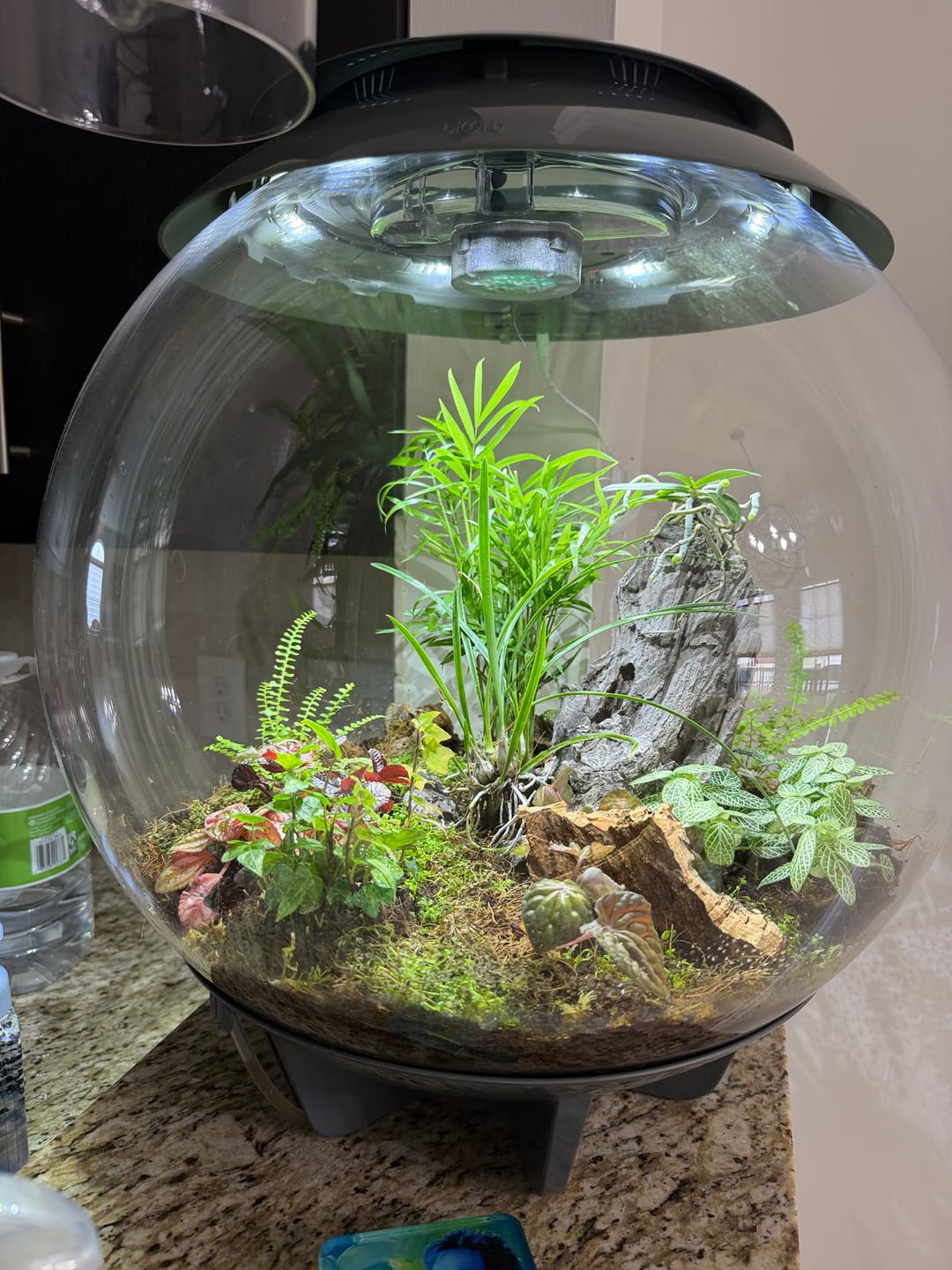 Customer photo review of Chamaedorea elegans, Parlor Palm