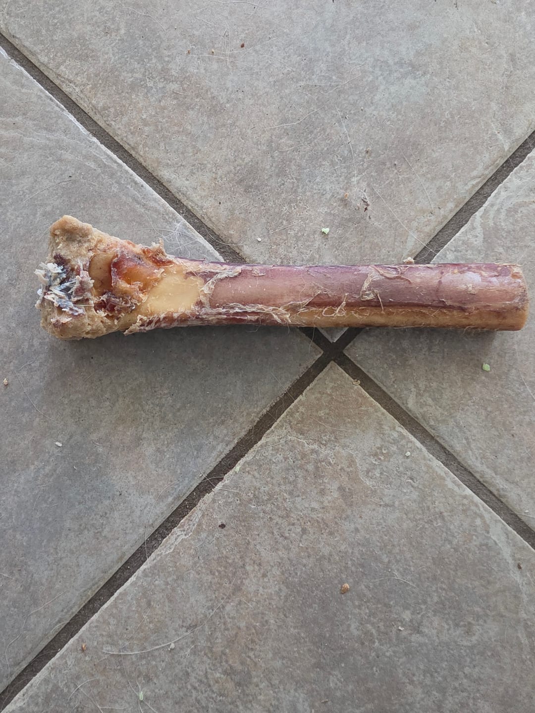 Customer photo review of Ostrich Shaft Bones (11" x 2"): The Long-Lasting, Flavorful Chew for Medium to Large Dogs
