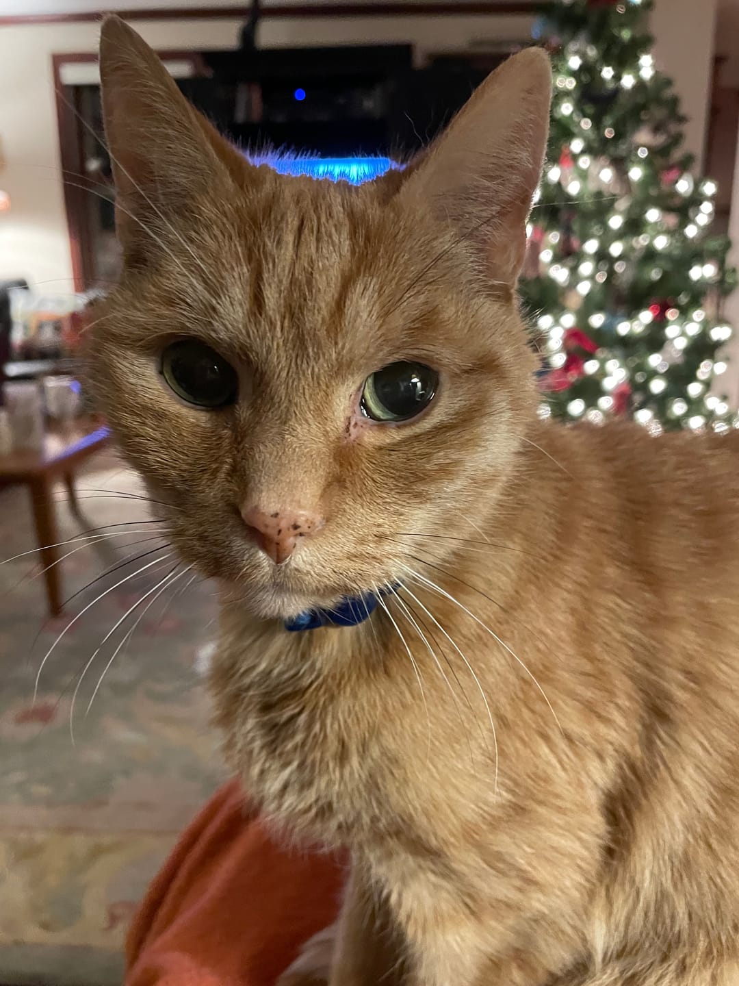 Customer photo review of Cat Weight Gain + Thyroid Support Remedy
