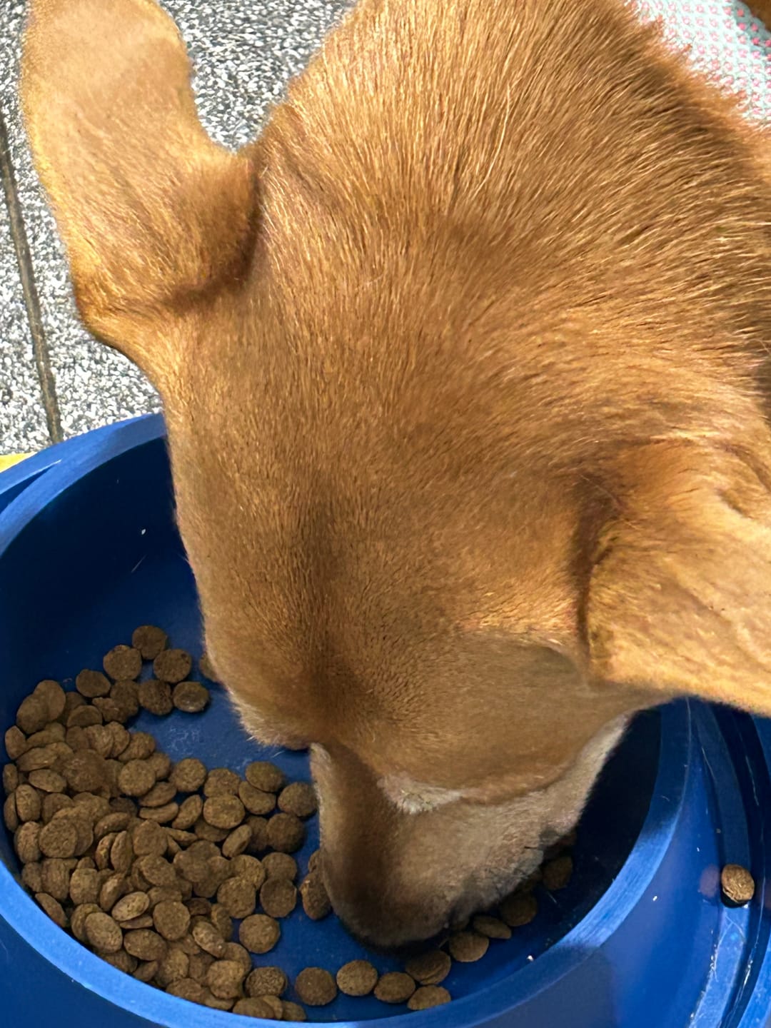 Customer photo review of PetFamily Foods Cerdo Nordico