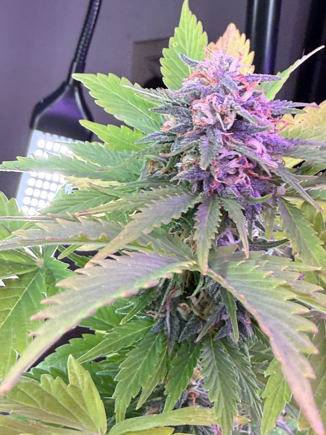Customer photo review of Maui Wowie - 28 Grams Littles - Sativa