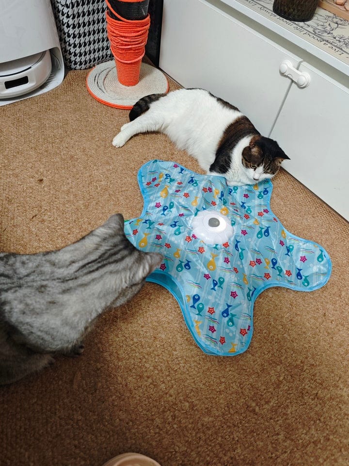Customer photo review of Teasing UFO (Cats)