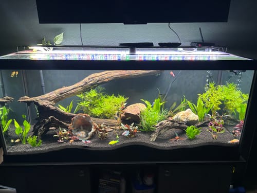 Customer's Koi Betta fish sorority swimming in a large, planted aquarium.
