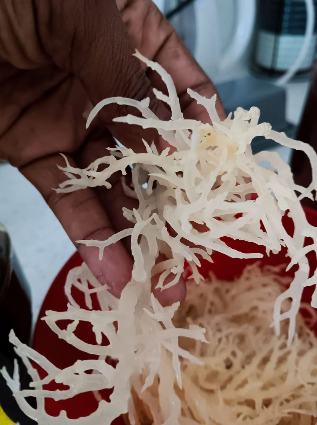 Customer photo review of Irish Sea moss