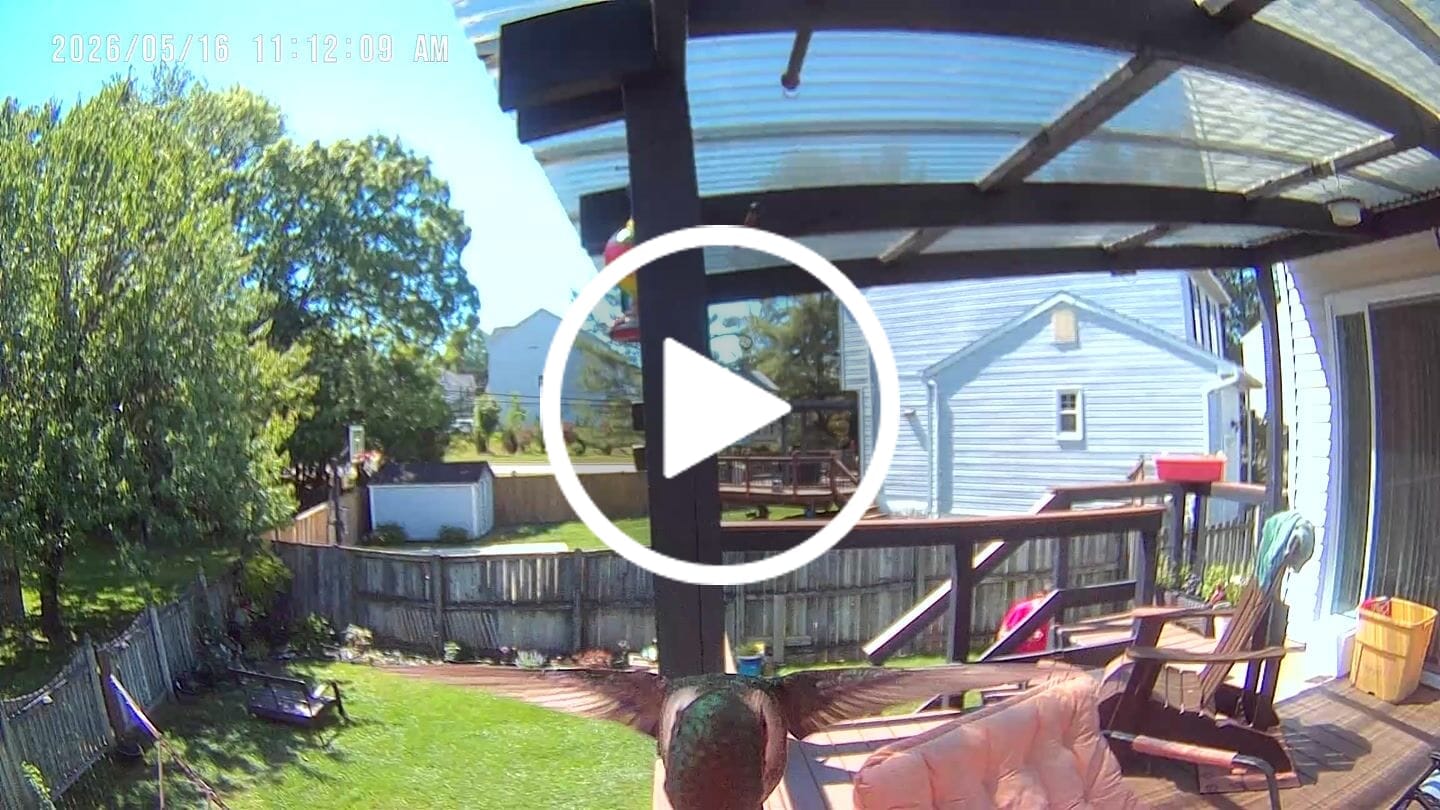 Customer video review of BirdSnap Smart Hummingbird Feeder with Camera