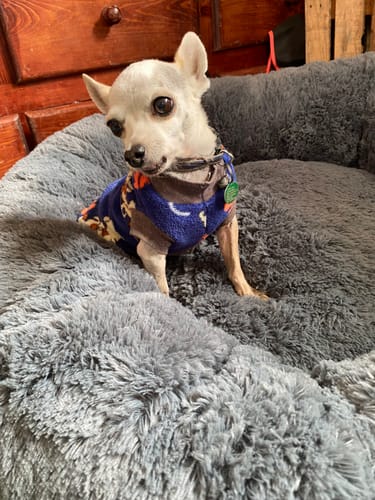 El perrito chihuahua de un cliente sentado en la suave Cama Antiestrés para Perros de color gris.