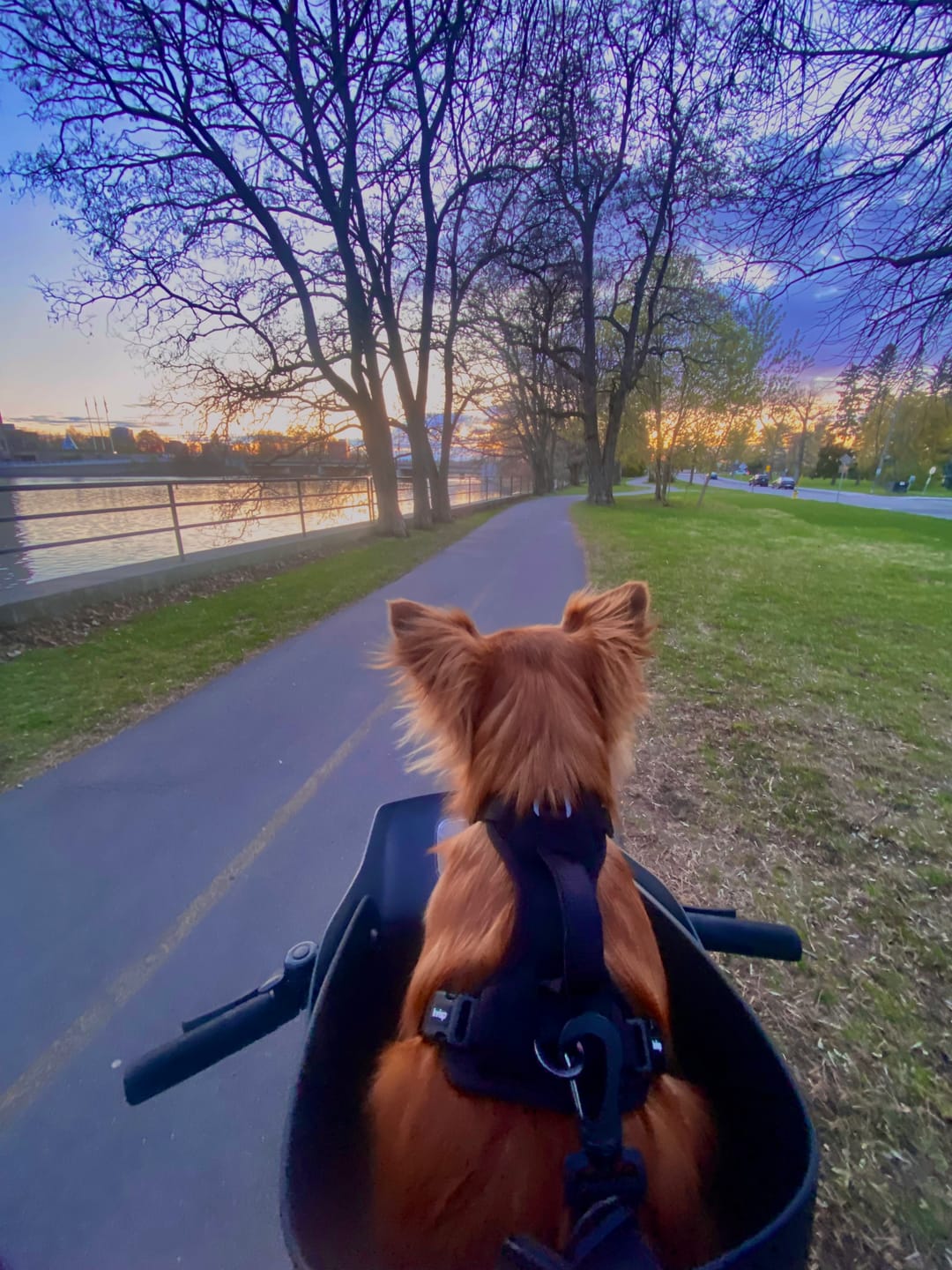 Customer photo review of Kvisp Dog Bike Carrier