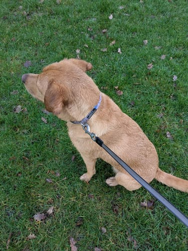Customer photo review of Collar - Tiny Diny