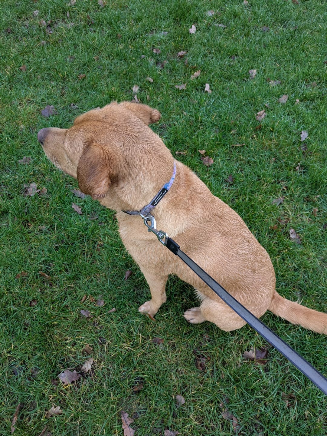 Customer photo review of Collar - Tiny Diny