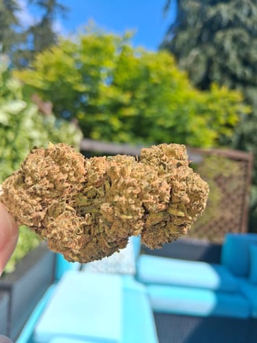 Customer photo review of Bulk THCA Flower Pounds