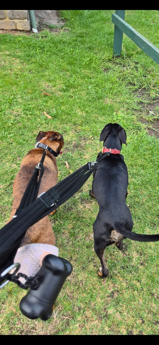 Customer photo review of Dog Collar