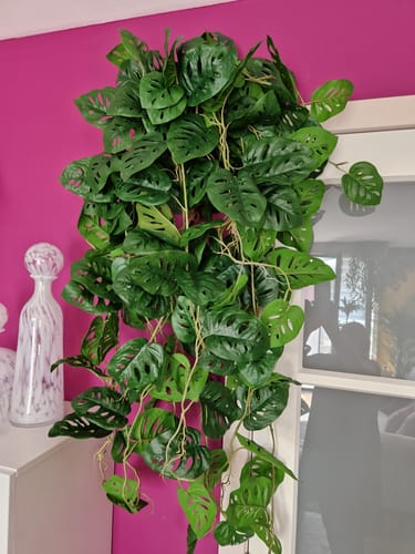 Customer photo review of Monstera Monkey Bush Kunst Hangplant 95cm